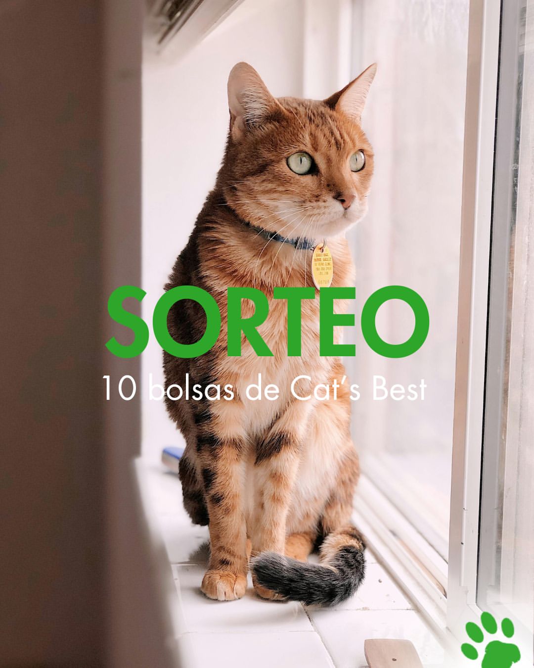 Imagen de #SORTEO: ¿Quieres que tu gato pruebe Cat’s Best? Este mes