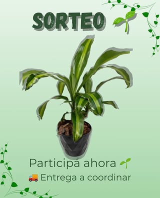 Imagen de Participá en este sorteo y llevate esta hermosa planta 🌱