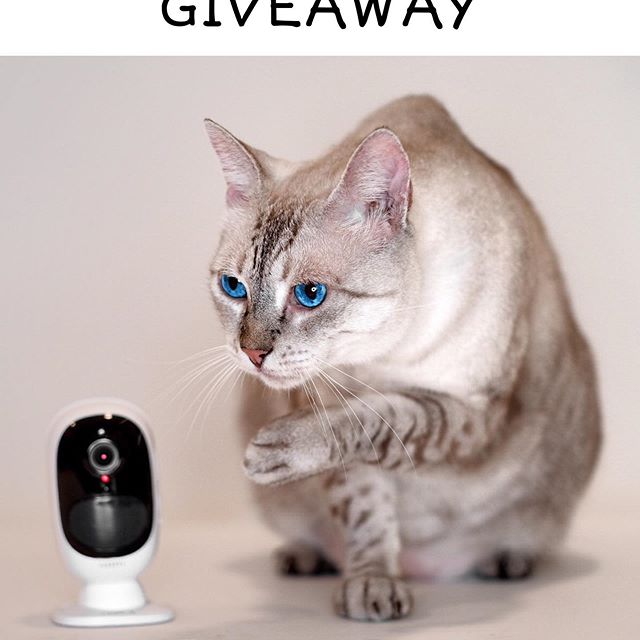 Imagen de Sorteo Instagram de Coco the Leopard
