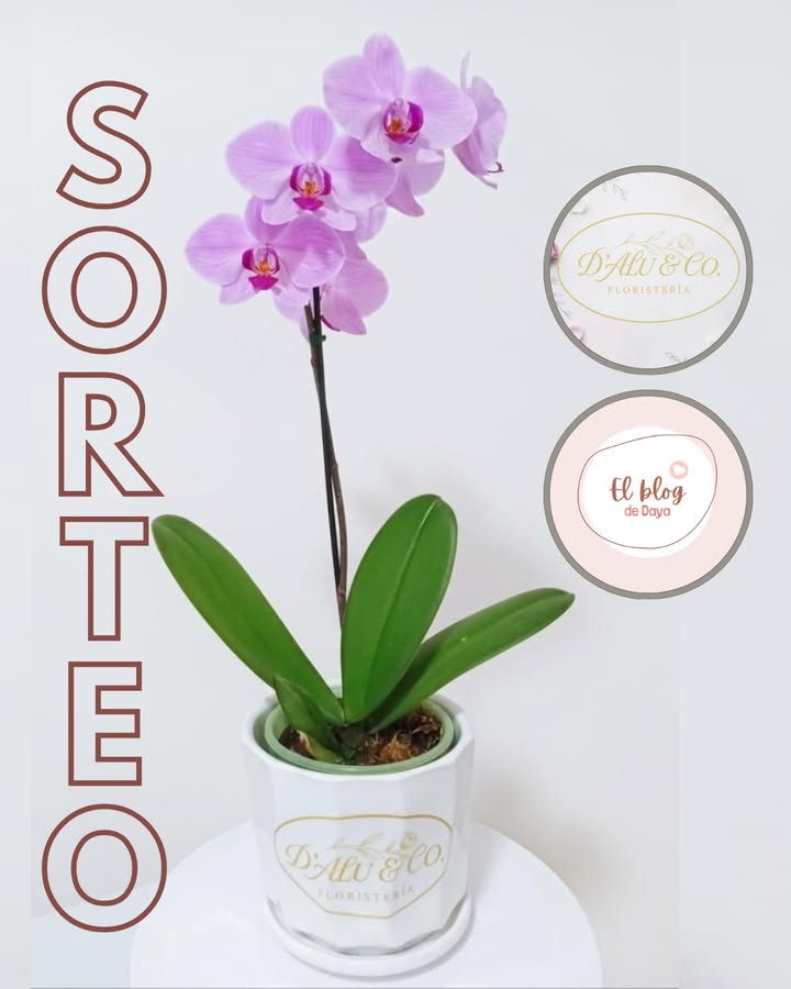 Imagen de ¡SORTEO ESPECTACULAR! 🎉✨ 
Gánate una hermosa Orquíde