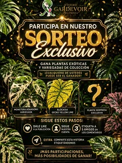 Imagen de 🎉🌿 ¡GRAN SORTEO DE ANIVERSARIO – VIVERO GARDEVOIR C