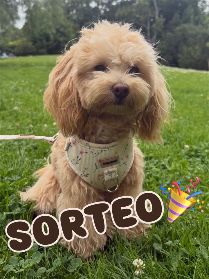 Imagen de 💛 🎉 ¡SORTEO! 🎉 💛
Estamos muy contentos de anunc