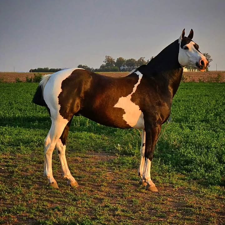 Imagen de CAPRICHO 🐴🤍🖤

🚨 ¡ATENCIÓN! 🚨

🐴 ¡Vamos 