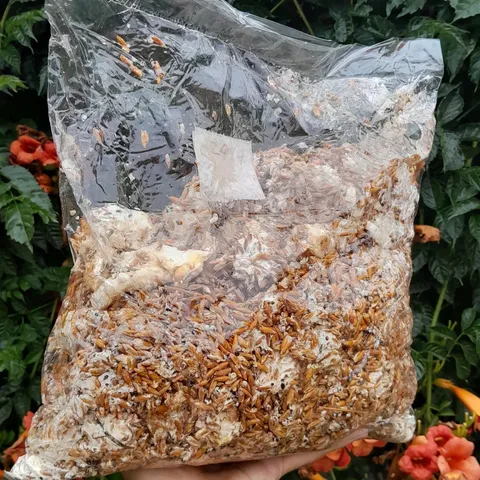 Imagen de ‼️SORTEO‼️

EL 06/12 SORTEAMOS UNA BOLSA DE GRANO MI