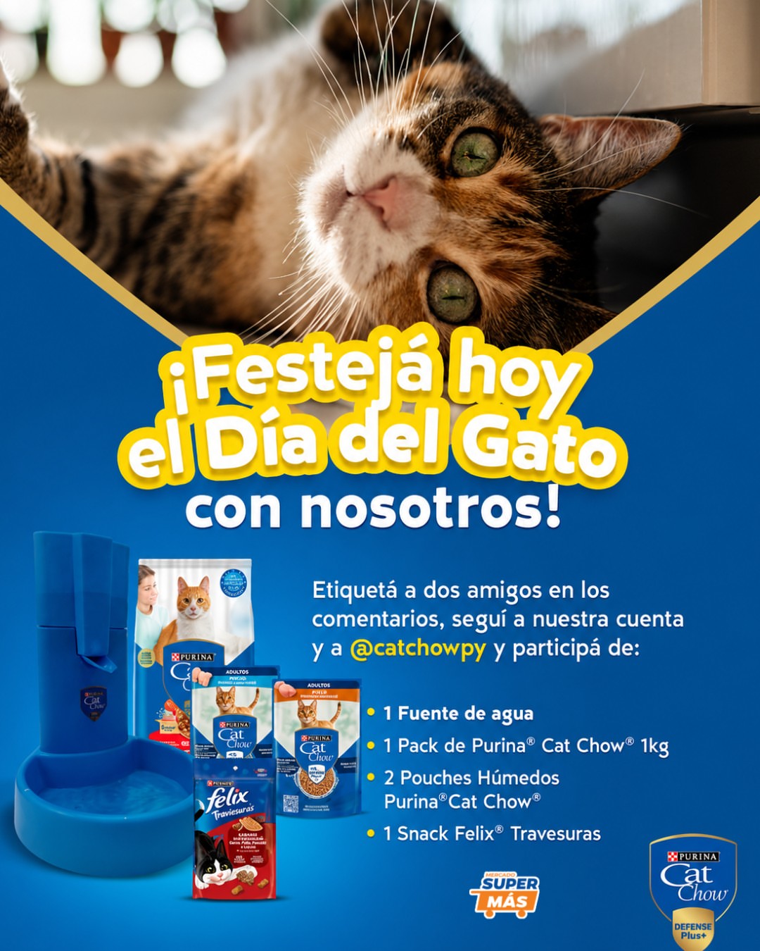 Imagen de 🐱💙 ¡Hoy celebramos a los verdaderos reyes de la casa!
