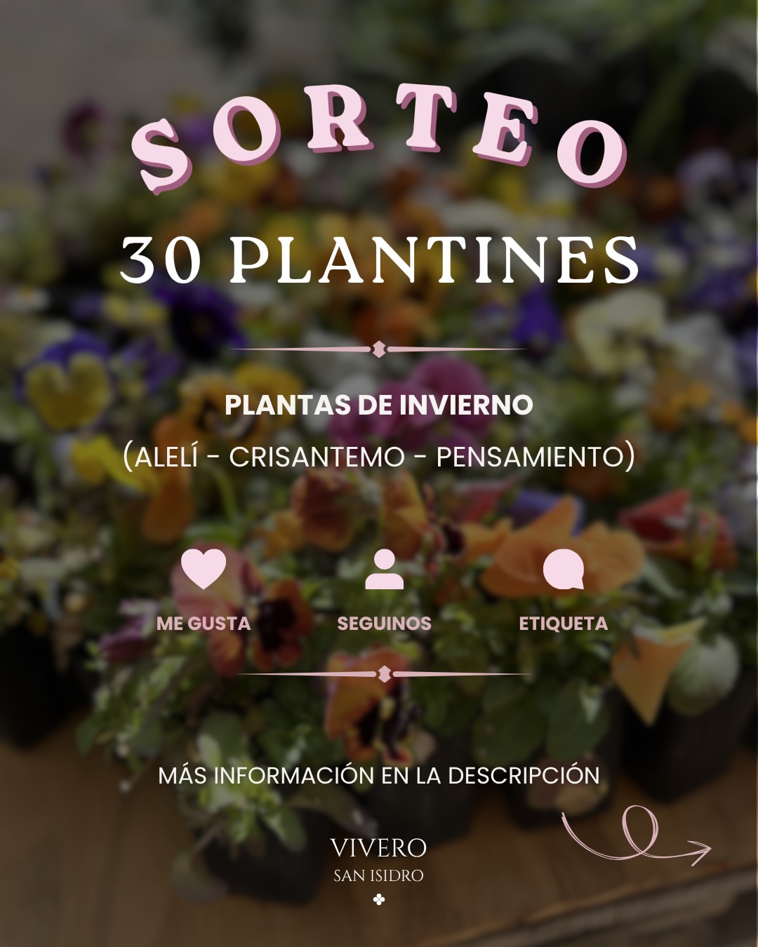 Imagen de 🎉 ¡SORTEO! 30 plantines a elección 🪴✨

¿Te imagin