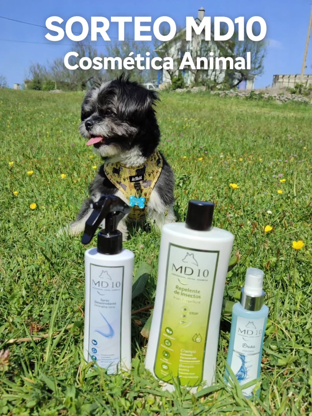 Imagen de ✨🐾 ¡SORTEO TOP PARA TU PELUDO! 🐾✨

🎁 ¿Qué pu