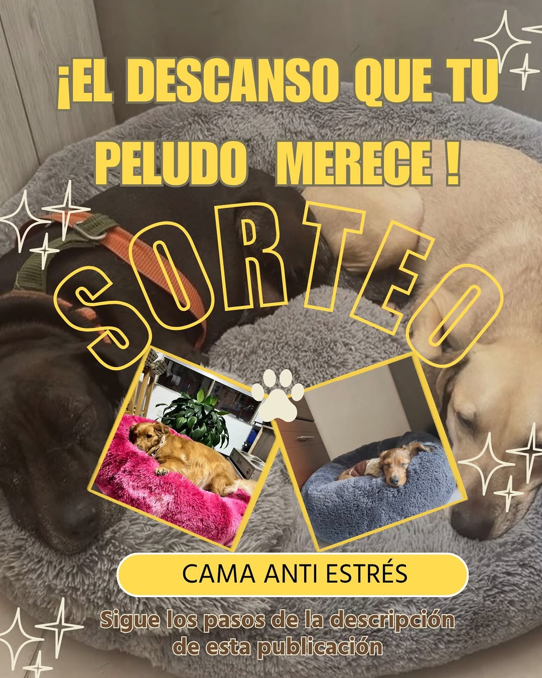Imagen de 🐾✨ ¡SORTEO MONCHIS PET! ✨🐾

Queremos consentir a 