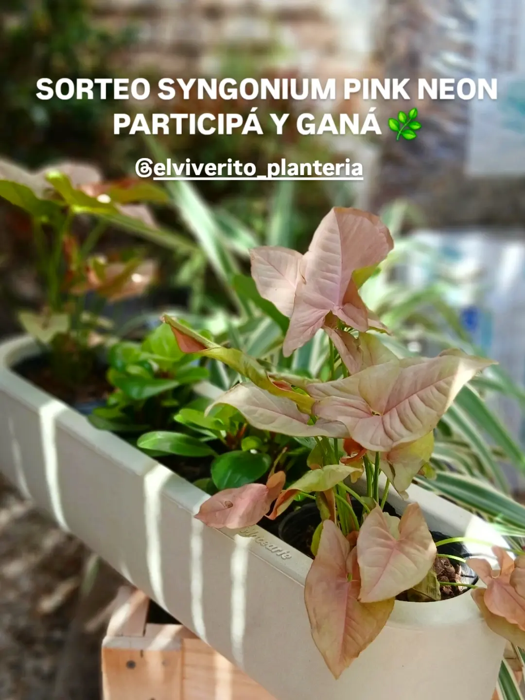 Imagen de 🌿 SORTEO – SYNGONIUM PINK NEON

Queremos regalar esta h