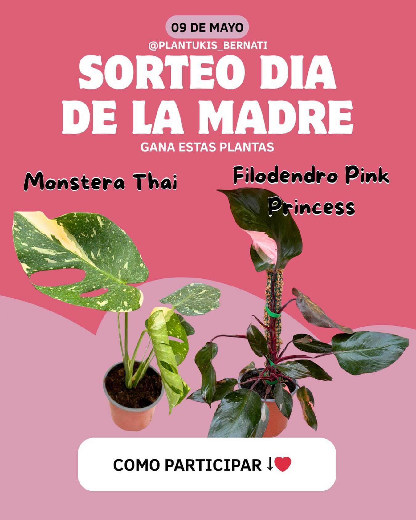 Imagen de 🌸 SORTEO DÍA DE LA MADRE 🌸
Esta vez queremos regalone