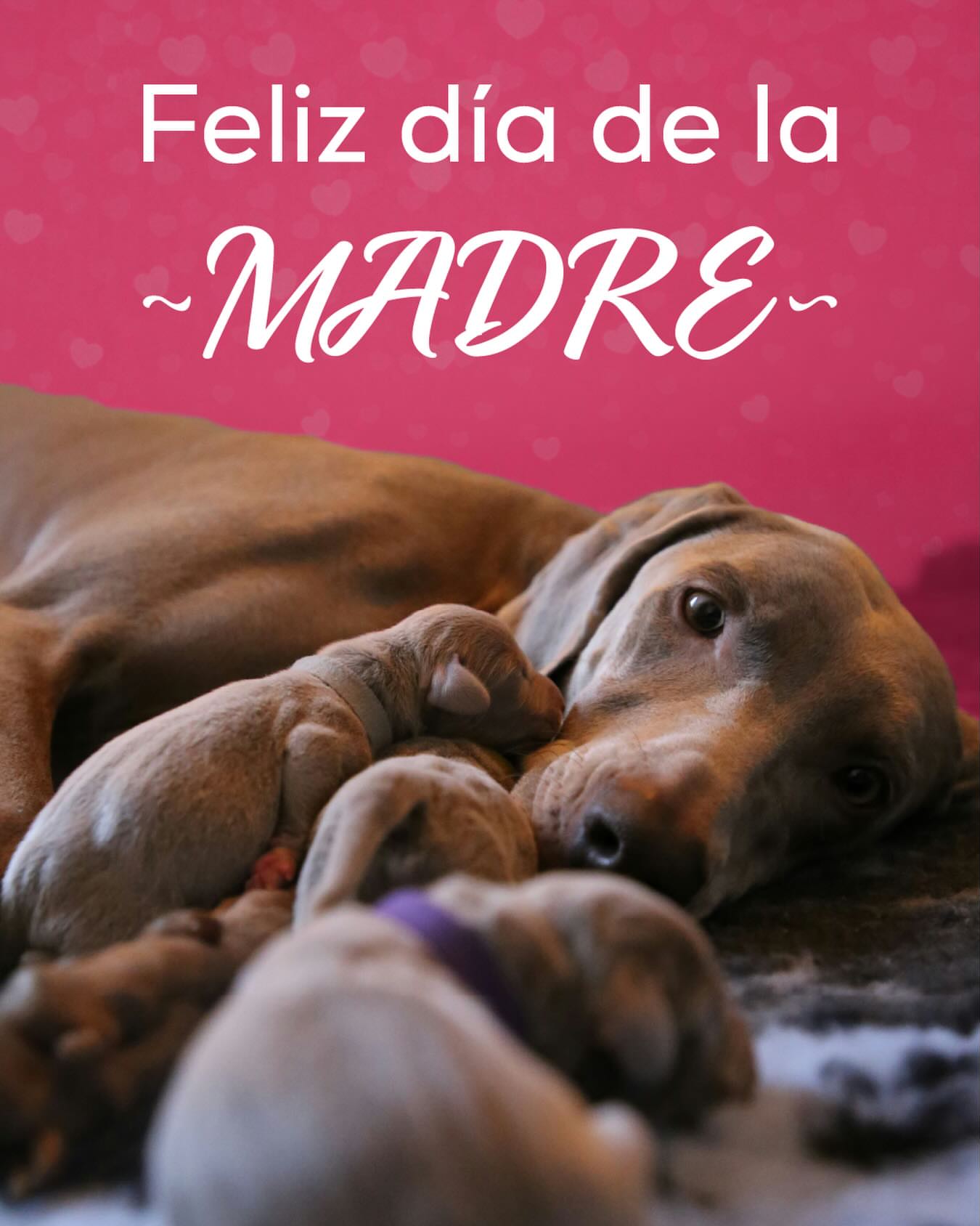 Imagen de 🎉 SORTEO DÍA DE LA MADRE 🎉
Mayo es el mes de la madr